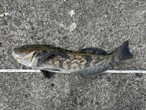 アイナメの釣果