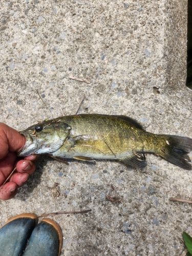 スモールマウスバスの釣果