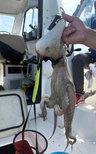 タコの釣果