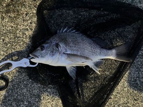 キビレの釣果