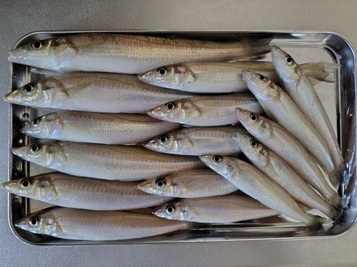 シロギスの釣果