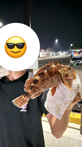ガシラの釣果