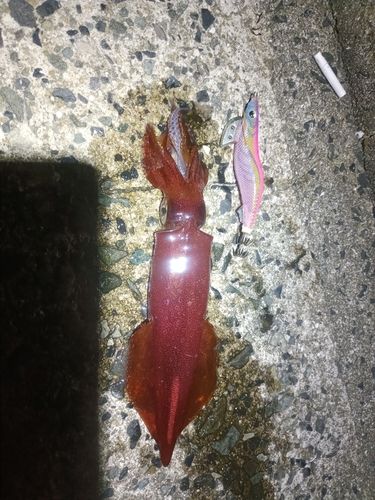 ケンサキイカの釣果