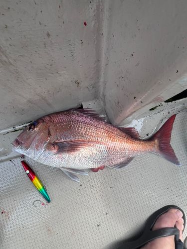タイの釣果
