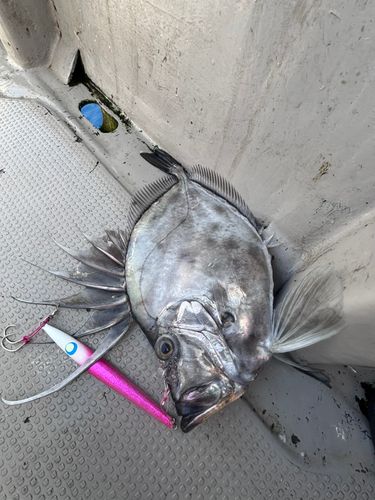 カガミダイの釣果