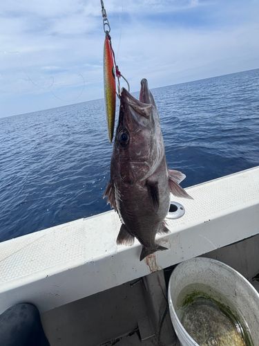 アラの釣果