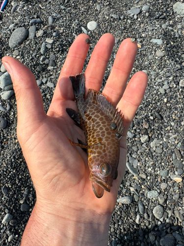 オオモンハタの釣果