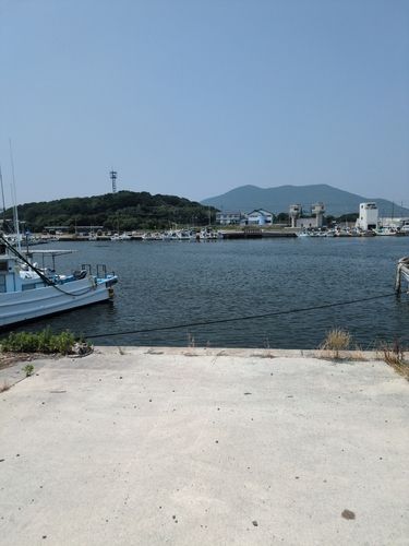 イサキの釣果