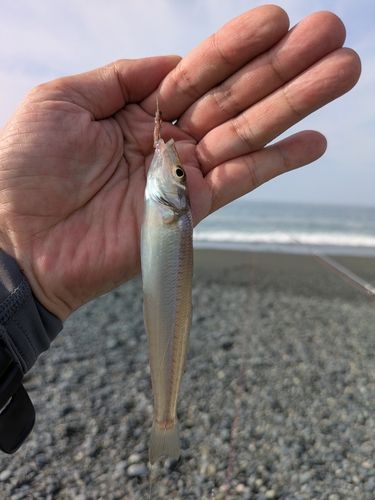 キスの釣果