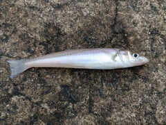 キスの釣果