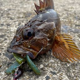 カサゴ