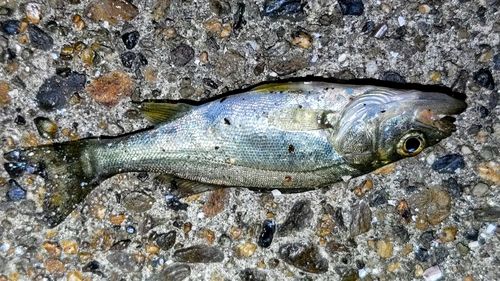 イセゴイの釣果