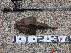 カジカの釣果