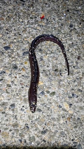 マアナゴの釣果