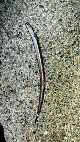 マアナゴの釣果