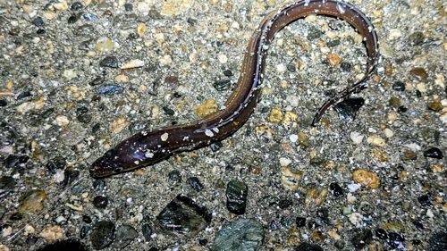 マアナゴの釣果