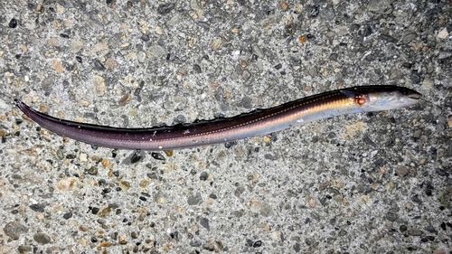 マアナゴの釣果