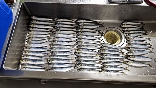 イワシの釣果