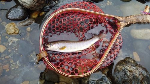 イワナの釣果