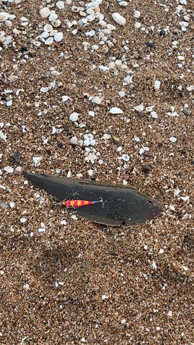 シタビラメの釣果