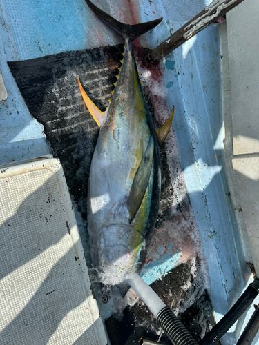 マグロの釣果