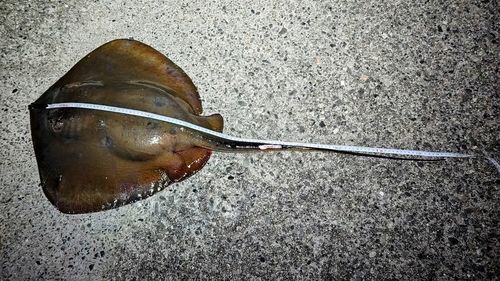 アカエイの釣果