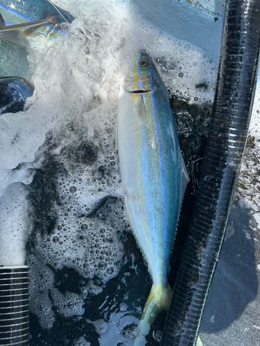 久米島近海