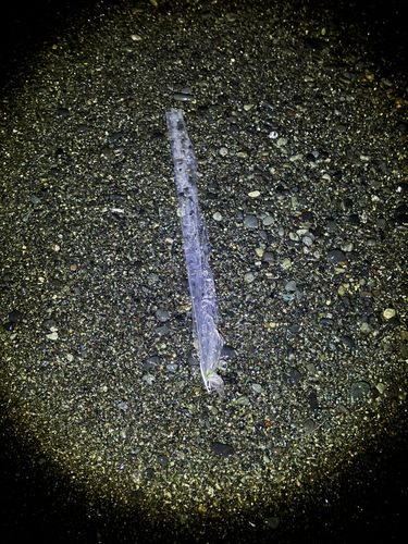 ショゴの釣果