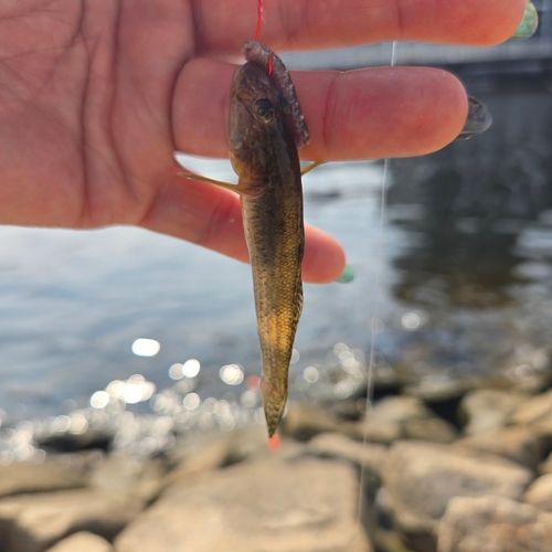 ハゼの釣果