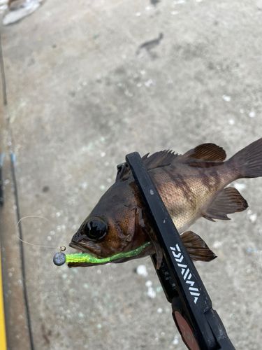 メバルの釣果