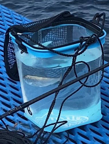 サッパの釣果