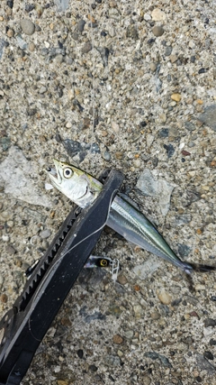 釣果