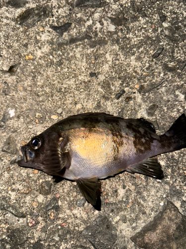 メバルの釣果
