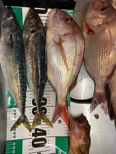 サバの釣果