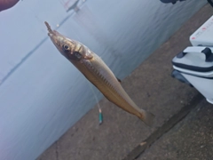 キスの釣果
