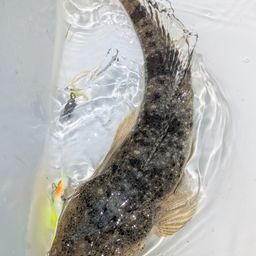 コチ