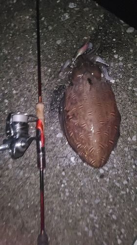 モンゴウイカの釣果