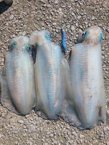 アオリイカの釣果