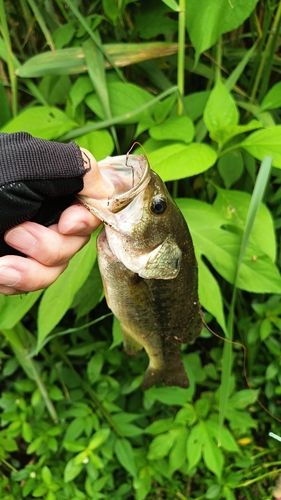 ラージマウスバスの釣果