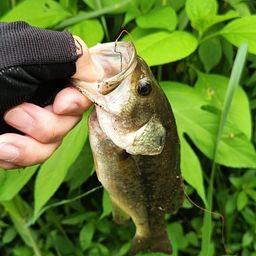 ラージマウスバス