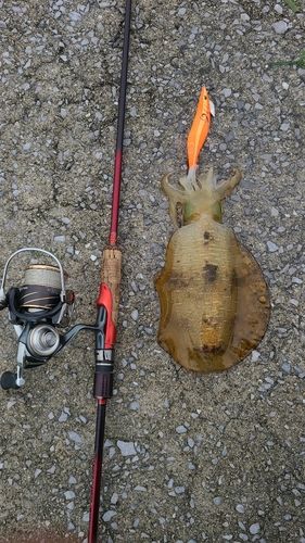 アオリイカの釣果