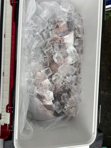 タイの釣果