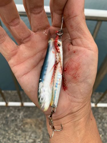 カタクチイワシの釣果