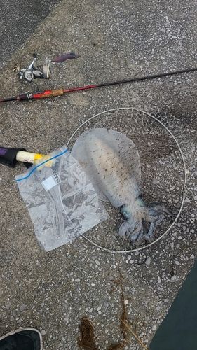 アオリイカの釣果