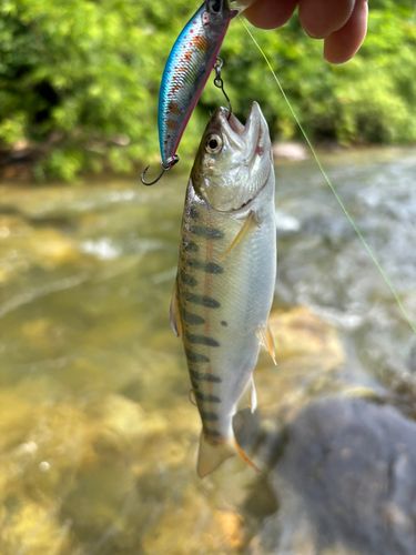 ヤマメの釣果