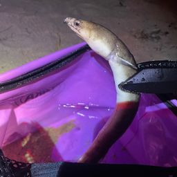 ホタテウミヘビ