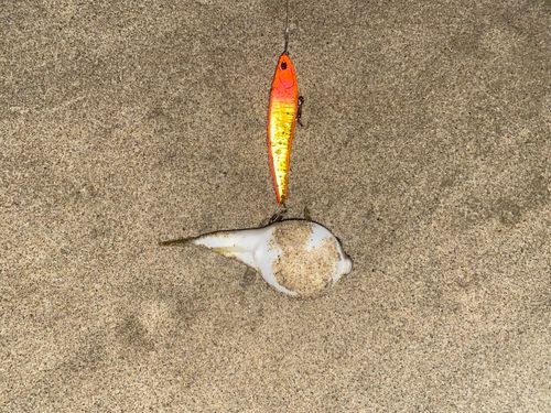 クサフグの釣果