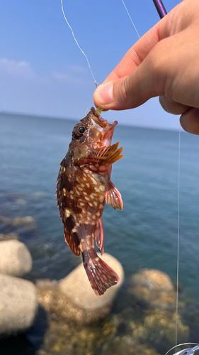 ガシラの釣果