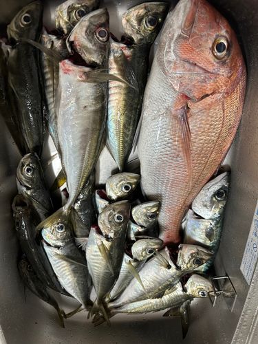 マダイの釣果