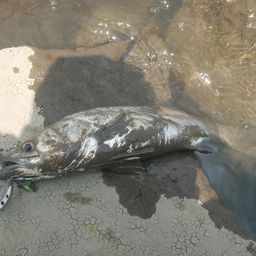 セイゴ（タイリクスズキ）